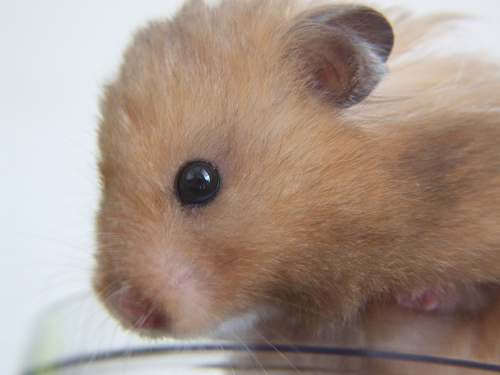 Hey i'm a little hamster living in devon, follow me as I learn more about humans and the huge world! HHx