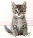 thekittenroom's profile picture. We are five little foster kitties living in Las Vegas, NV.