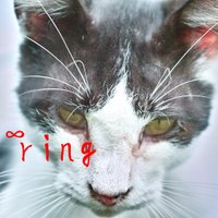 ring (@ring04) 's Twitter Profile
