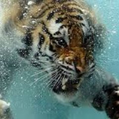 ponchitocastro7's profile picture. No se lo que puede llegar, pero sea lo que sea, iré hacia ello riéndome.-Moby Dick de Herman Melville.