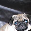 margaret lax - @PUGSFORPM - Twitter