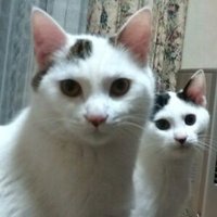 コーリュー (@koryu_s) Twitter profile photo