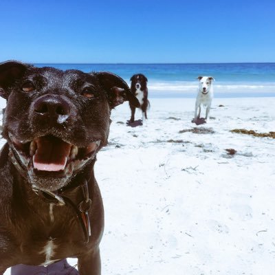 Tales of a staffy living in the city. animal rights. ethics. #BeKindToAnimals