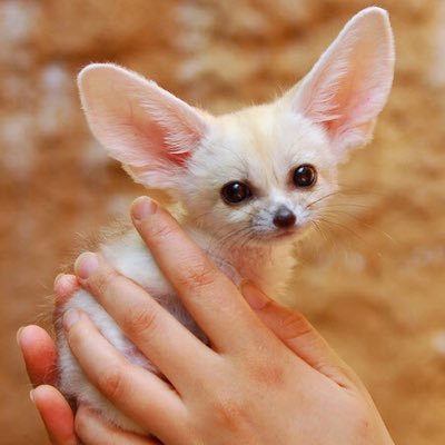 foxwavez's profile picture. 길들여지지 않는 사막여우 🏜 / ESTP