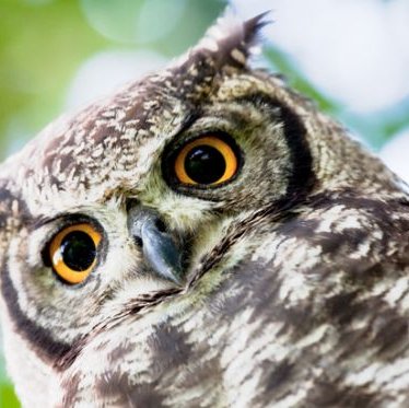 sarasponda55's profile picture. 囲碁が趣味な人。
級位者です。
無言フォロー失礼します。