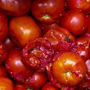 腐ったトマト Tomato Twitter 腐ったトマト Tomato Twitter