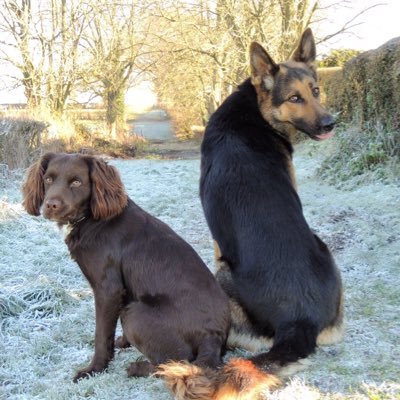 The adventures of Wiltshire Police Dogs Betty and Jim and the mighty retired Tyke “Big T”