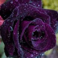 somar Alassd (@somaribraheem) 's Twitter Profile Photo