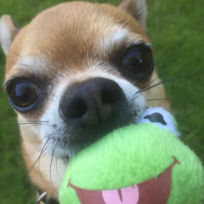 My name is Dexter. I am a #Chihuahua dob 15.03.13. I love my toys and going on walkies.