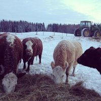 5 Acre Farmer (@5acrefarmer) 's Twitter Profile