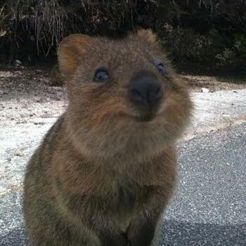 Retweeting all things quokka, because quokkas are everything ♡
Please tag us in your #quokkaselfie :)