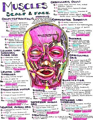 Where the art of procrastination meets the study of medicine. Notes and artwork I've made in med school and residency - find me on instagram!  #FOAMed