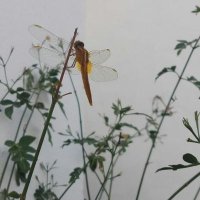 Blastophagus_sp (@blastophagus_sp) 's Twitter Profile Photo