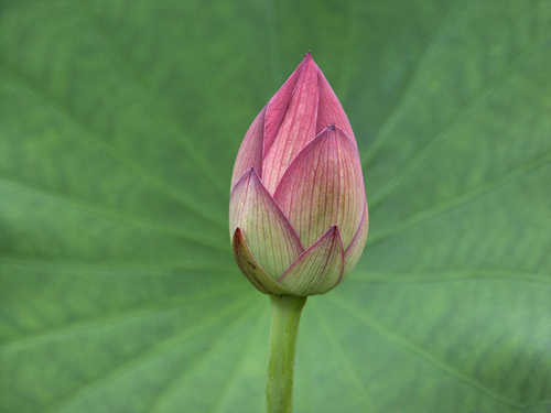 Wisdom from Ven. Pema Chodron, a Buddhist nun in the Tibetan Vajrayana tradition.