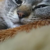 ハナ避難先 (@whtas7irt5tud8s) 's Twitter Profile