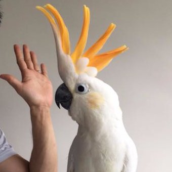 I am Citron Crested Cockatoo from Tropical island !