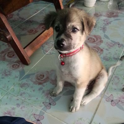 fasuan003's profile picture. 