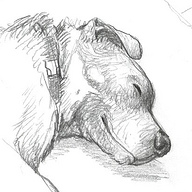 michaelaeaves's profile picture. PIO for WA State Animal Response Team, UX designer, illustrator, Rottie wrangler. Now on Post under the same name. she/her