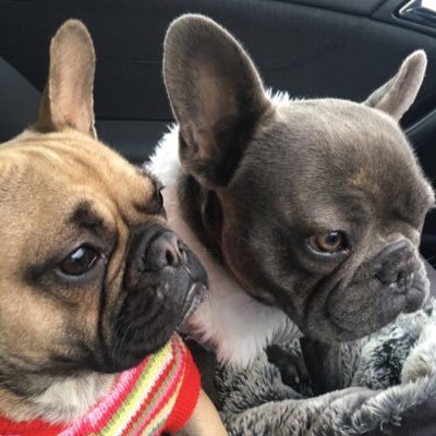 Three gorgeous frenchies living the dream. Looking for fun and toothbrushes.