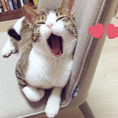 latte_meow's profile picture. 행복한 고양이 라떼🐈2016년 5월생🎣