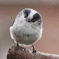 crisis gibbard (@gibbard_crisis) 's Twitter Profile