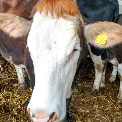 Farmer on mixed family farm. Dairy beef and arable.  Trying to farm regenatively Lover of all things to do with soil. #soilbiology #soilhealth