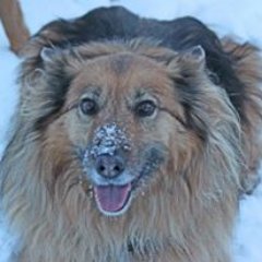 Connecting lost pets with their owners and making the world a safer place for dogs.