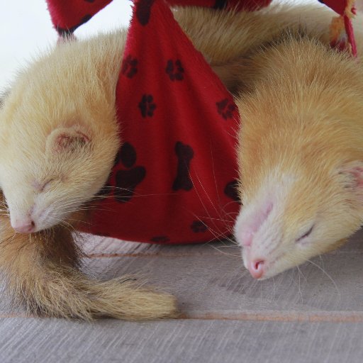 nutchaploy's profile picture. 