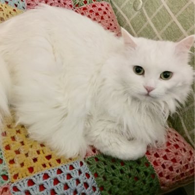 13猫LOVE♡ 黄瀬涼太/孤爪研磨/山田一郎/梓川咲太/nqrse