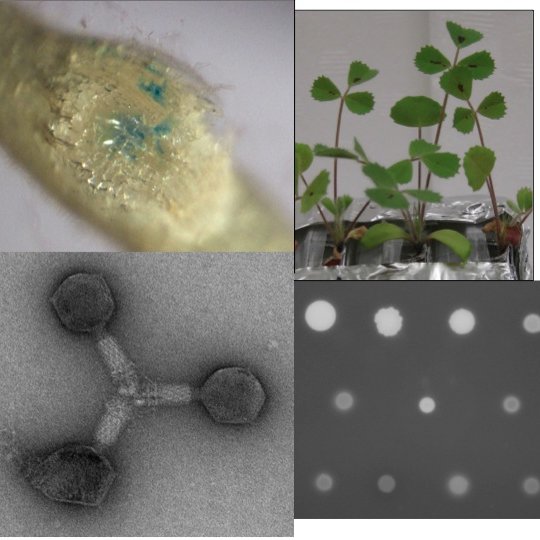 Microbiologist at Florida State University. Study rhizobial/plant interactions; rhizobial phages and phages of other alphaproteobacteria.