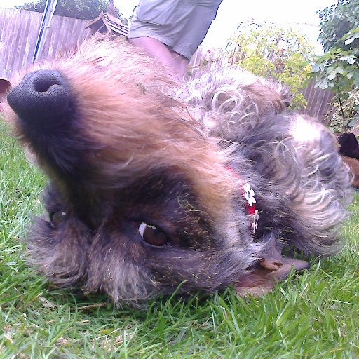 DachshundLoony's profile picture. Twiglet - Standard Wirehaired Female Dachshund. Complete nutter and ruler of the household