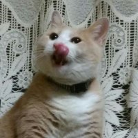 🐾ねねこ🐾 (@5373neneko) 's Twitter Profile Photo