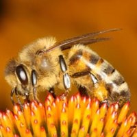 AU Bees (@auburnbees) 's Twitter Profile