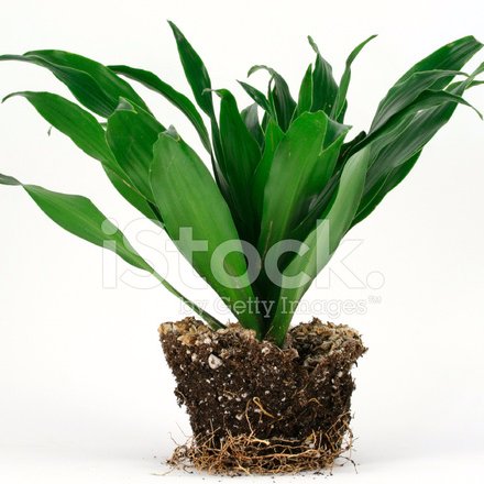 ElUnpottedPlant's profile picture. plant