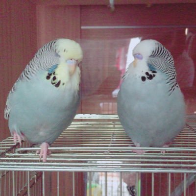 インコ垢🌸セキセイインコ⇢15羽 ジャンボセキセイインコ⇢3羽 オキナインコ⇢１羽 ウロコインコ⇢2羽飼っています❀フォローよろしくお願いします~✿