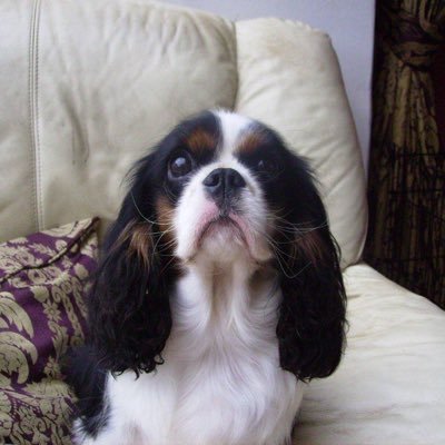 Lifelong Scout, Lincolnshire Scouts, commited grandfather, retired and Cavalier King Charles spaniel wrangler, with an opinion on everything!