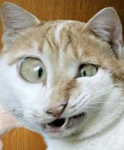 cheetohman's profile picture. I have a brilliant son, an incredible cat, and a dog.   I play the role of Mayor Pro Tem of a Central Californian town when required.