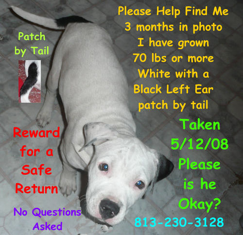 Dog Lost Tampa Bay