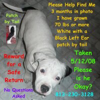 Dog Lost Tampa Bay(@doglost) 's Twitter Profileg