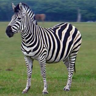 jacob_siyaz's profile picture. A Tobacco buyer, Logistician, Adviser and a Father from  Mash East, Zimbabwe.