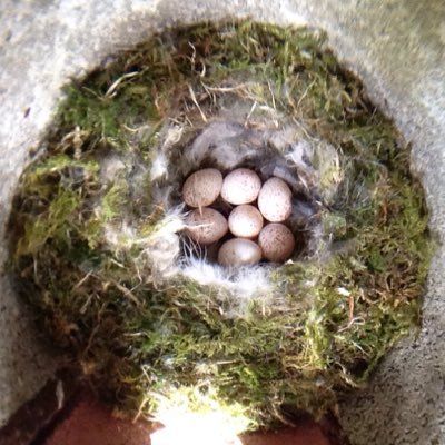 Research project investigating nest building and breeding success in blue tits around @univofstandrews