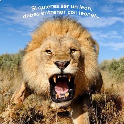 RulusTroy's profile picture. 