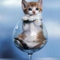 こんにちは! 猫の画像を集めているクラブです。 滑稽な笑える画像や癒される画像を集めてます。 可愛くて楽しいものをどんどん発信してます。 フォローをよろしくお願いしま~~す。