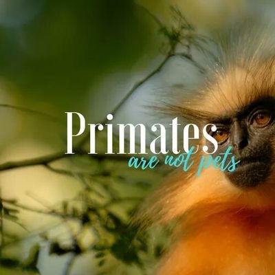 Primate education and conservation updates. #PrimatesAreNotPets 👉 https://t.co/3RIagPIWEi