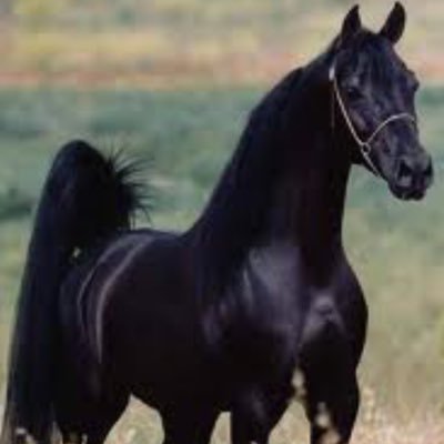 ALMSMAK99's profile picture. 