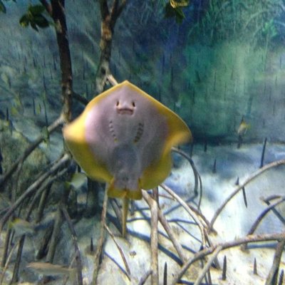 ManUNITEDYEAH's profile picture. 