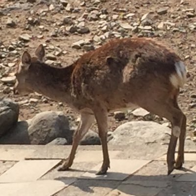 keystone637's profile picture. ポケモン（主にカード）。相棒はウルガモス。色全国図鑑完成が目標でした トリプルなんてなかった。 #色粘り勢と繋がりたい