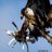 hiluxoftheskies's profile image