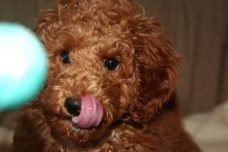 bigtree34's profile picture. ジョギング、料理、酒、映画、本、トイプードル関係など呟くかも