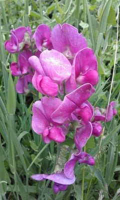 aranma4's profile picture. 